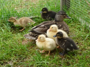 Our ducklings now fully grown